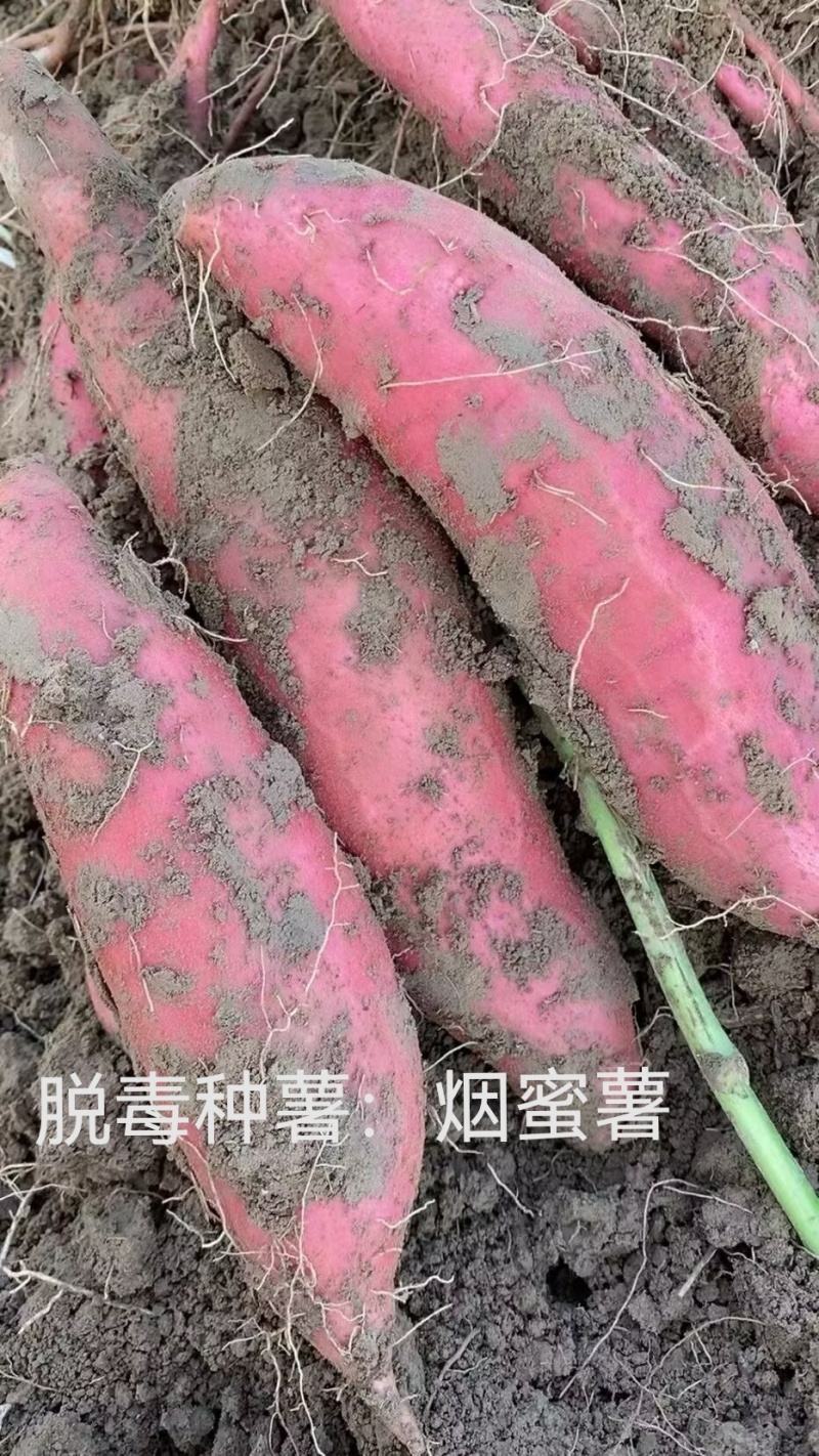 出售脱毒种薯，口感纯正，基地直发保证品质！