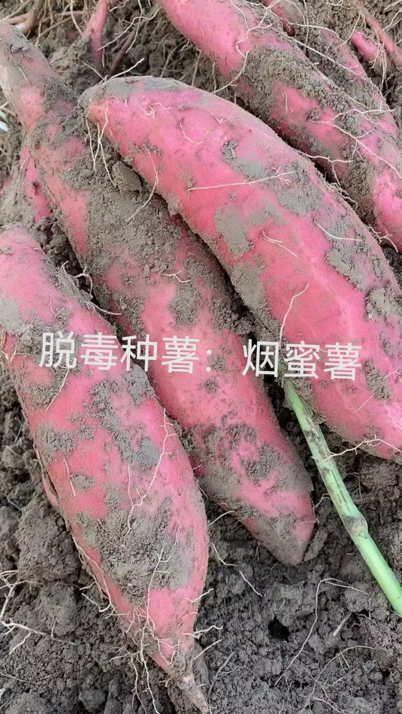 出售脱毒种薯，口感纯正，基地直发保证品质！