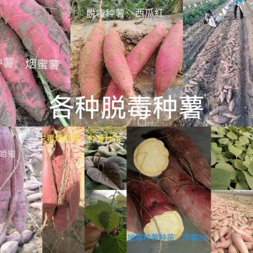 出售脱毒种薯，口感纯正，基地直发保证品质！