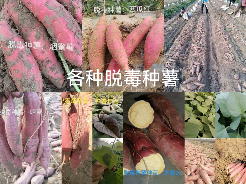 出售脱毒种薯，口感纯正，基地直发保证品质！