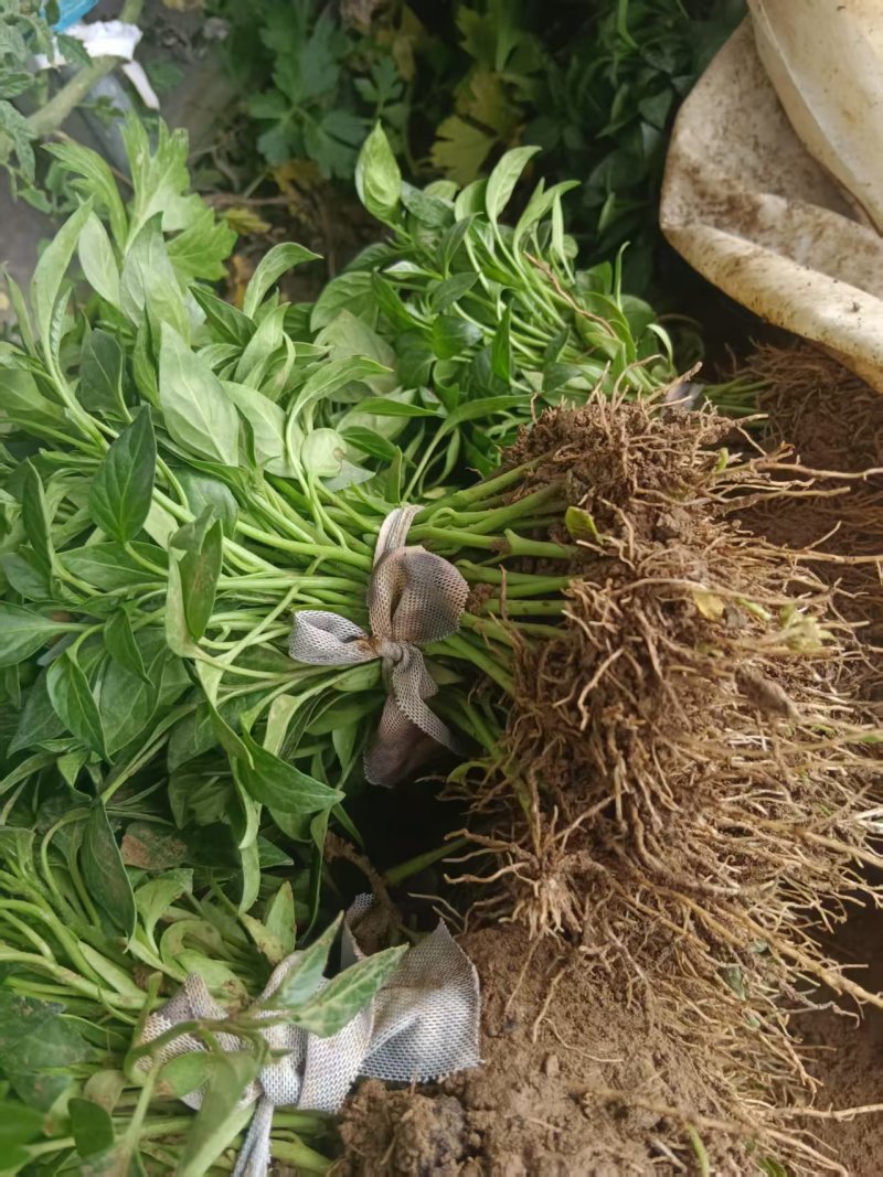 皱皮辣椒苗小皱皮椒苗抗病高产现挖现发