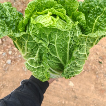 大白菜