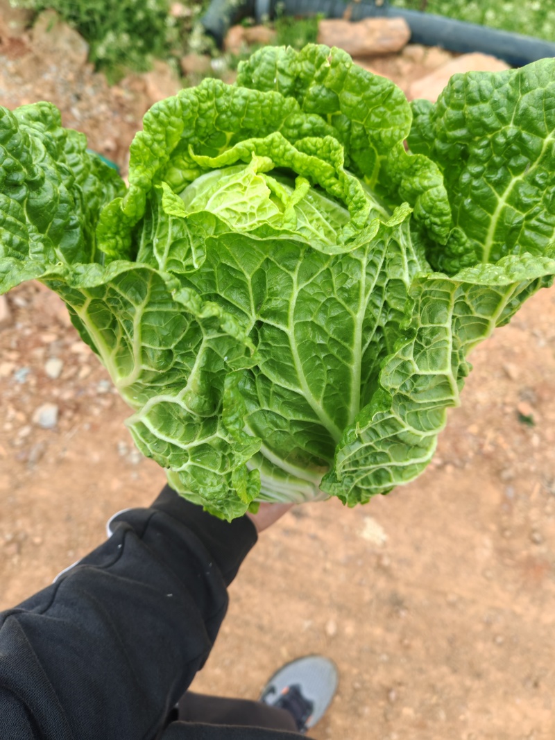 大白菜