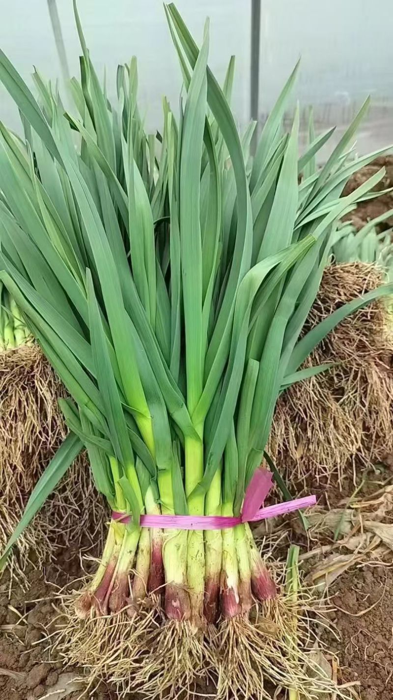红根蒜苗