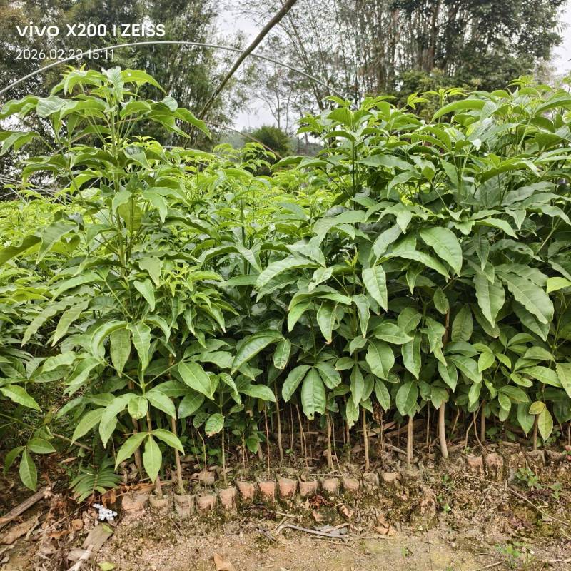 广西钦州灵山县直发三叉苦苗三丫苦杯苗广西批发可发全国