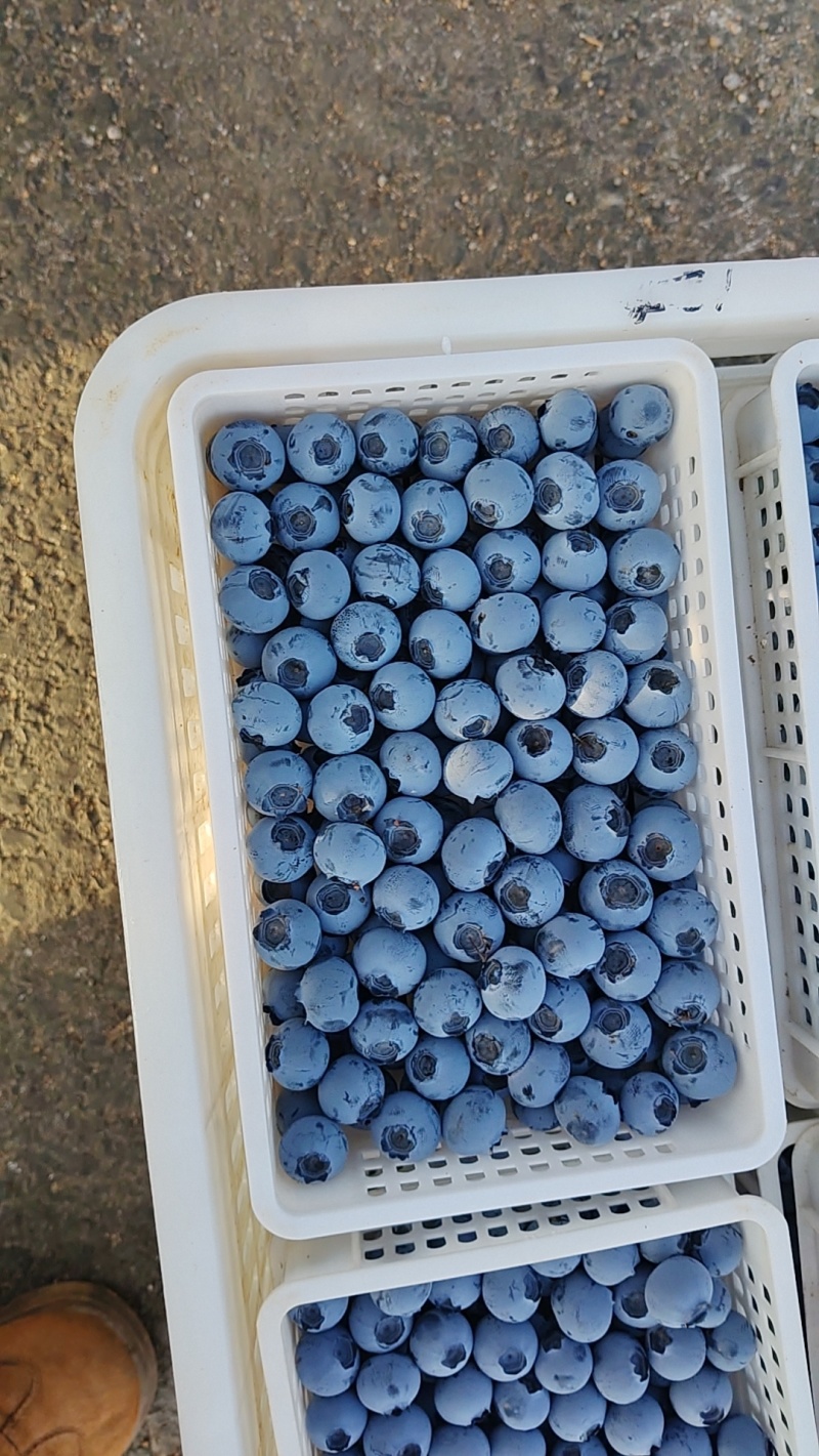 花香蓝莓25口感脆甜