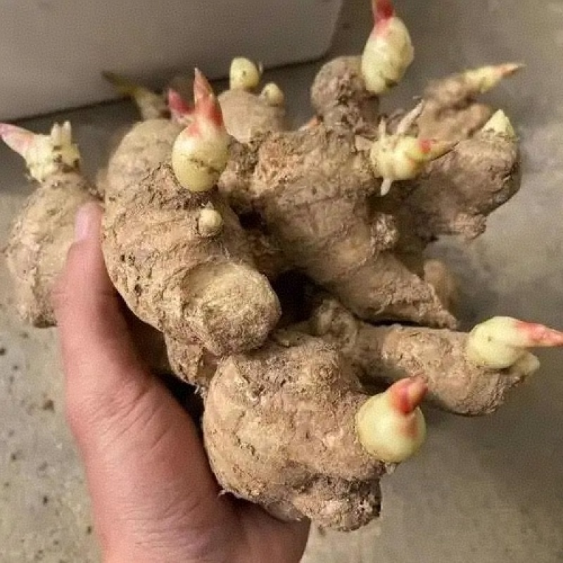姜种批发【山农一号/大二黄姜种】抗病高产/原种脱毒姜种