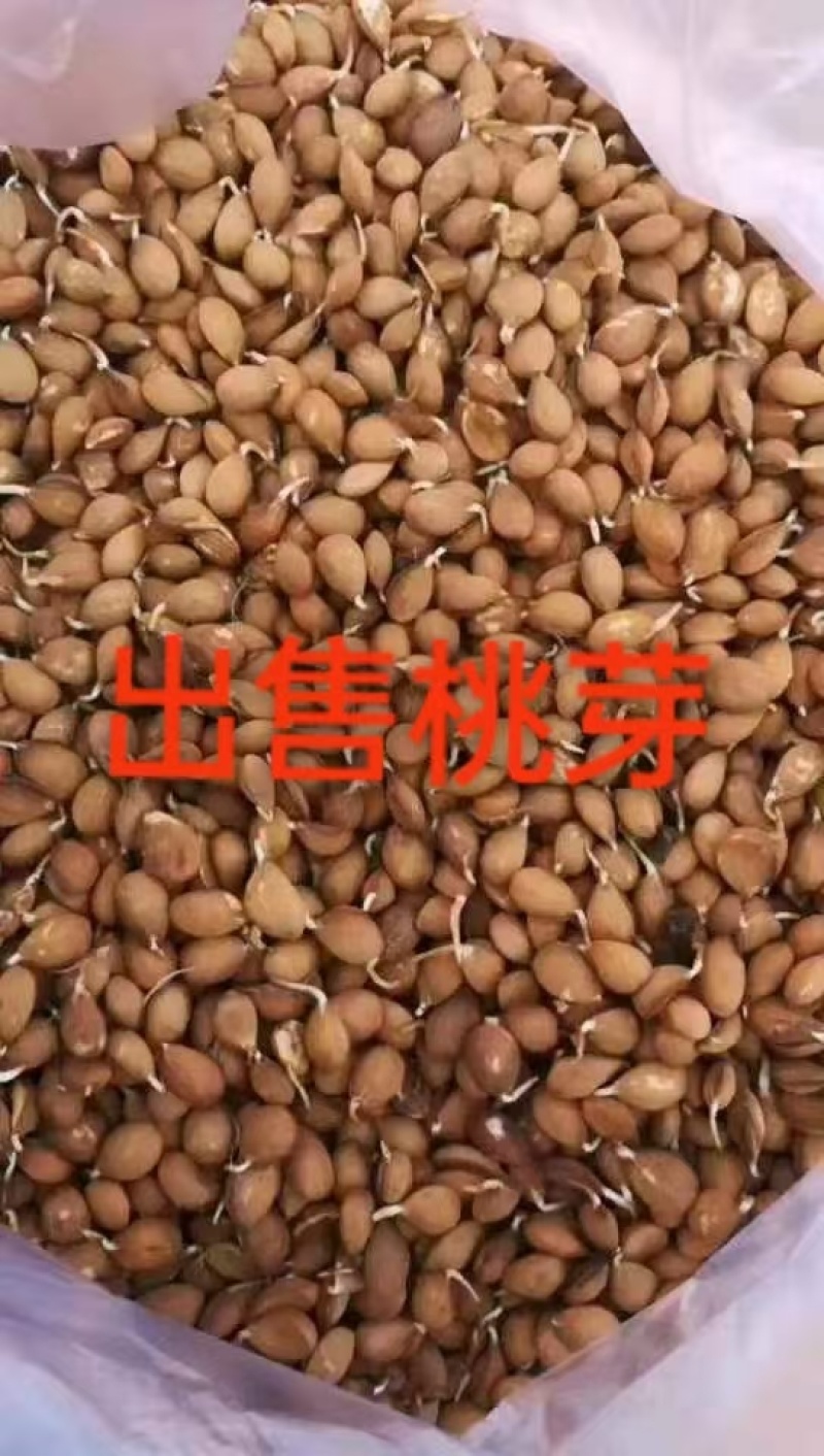 2026手工挑剪毛桃芽种子，大量现货出售