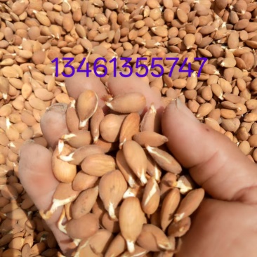 2026手工挑剪毛桃芽种子，大量现货出售
