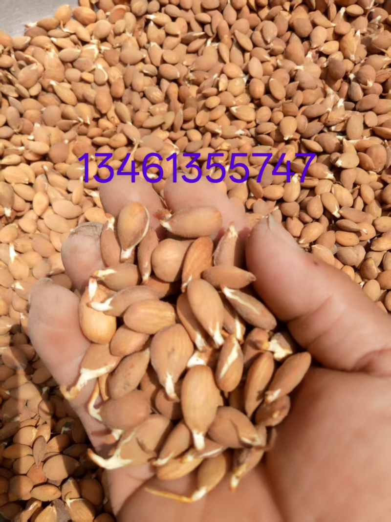2026手工挑剪毛桃芽种子，大量现货出售