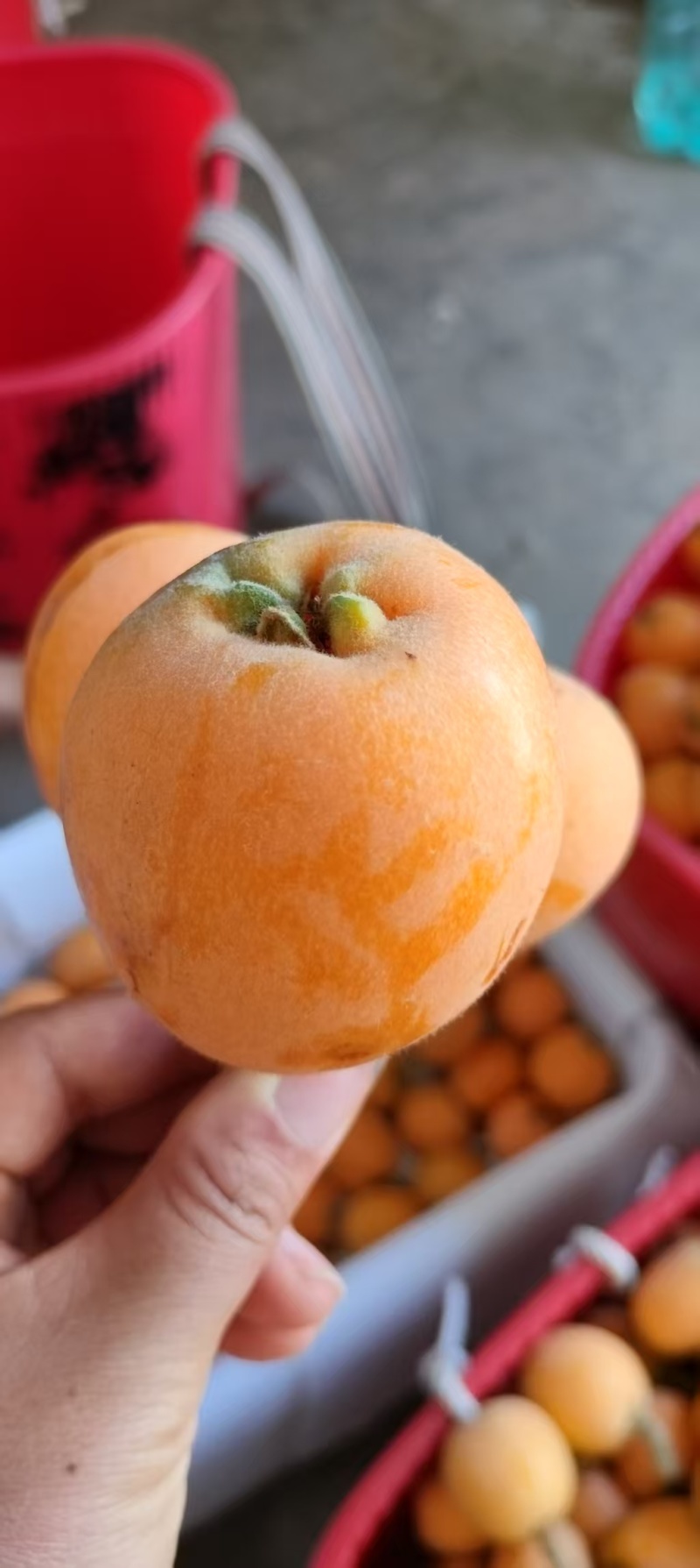 云南省昭通市永善县大兴镇大五星枇杷上市了