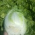 精品黄心白菜大量现货供应可视频看货发全国