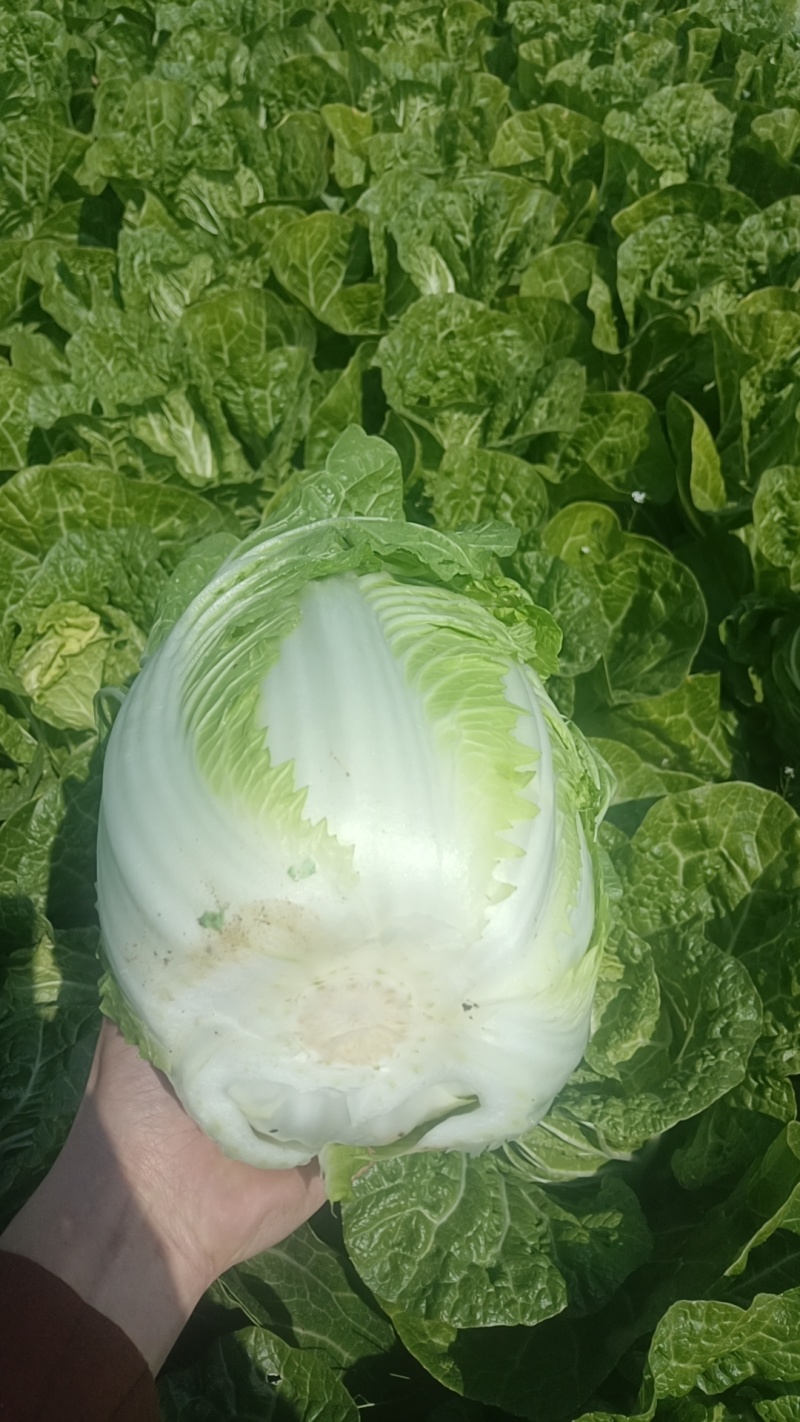 精品黄心白菜大量现货供应可视频看货发全国