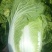 精品黄心白菜大量现货供应可视频看货发全国