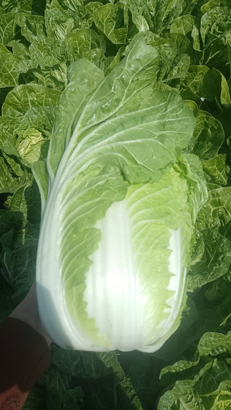 精品黄心白菜大量现货供应可视频看货发全国