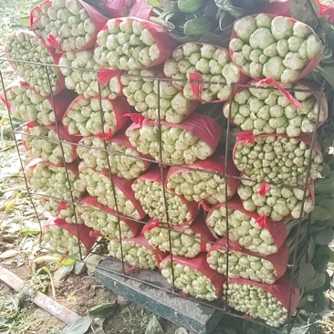小油菜