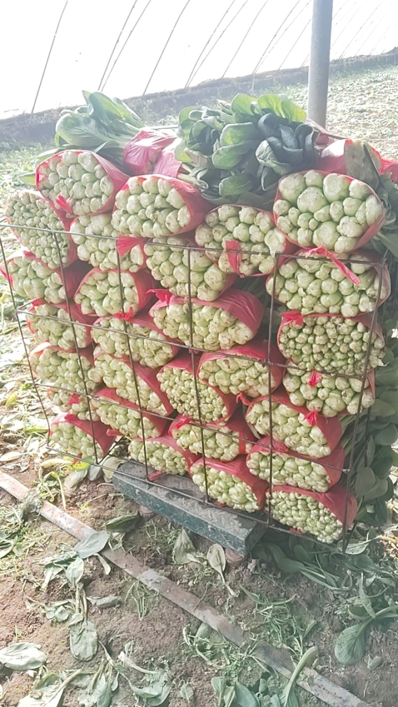 小油菜