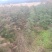 松树