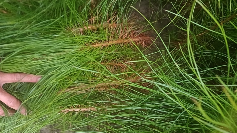 松树