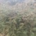 松树