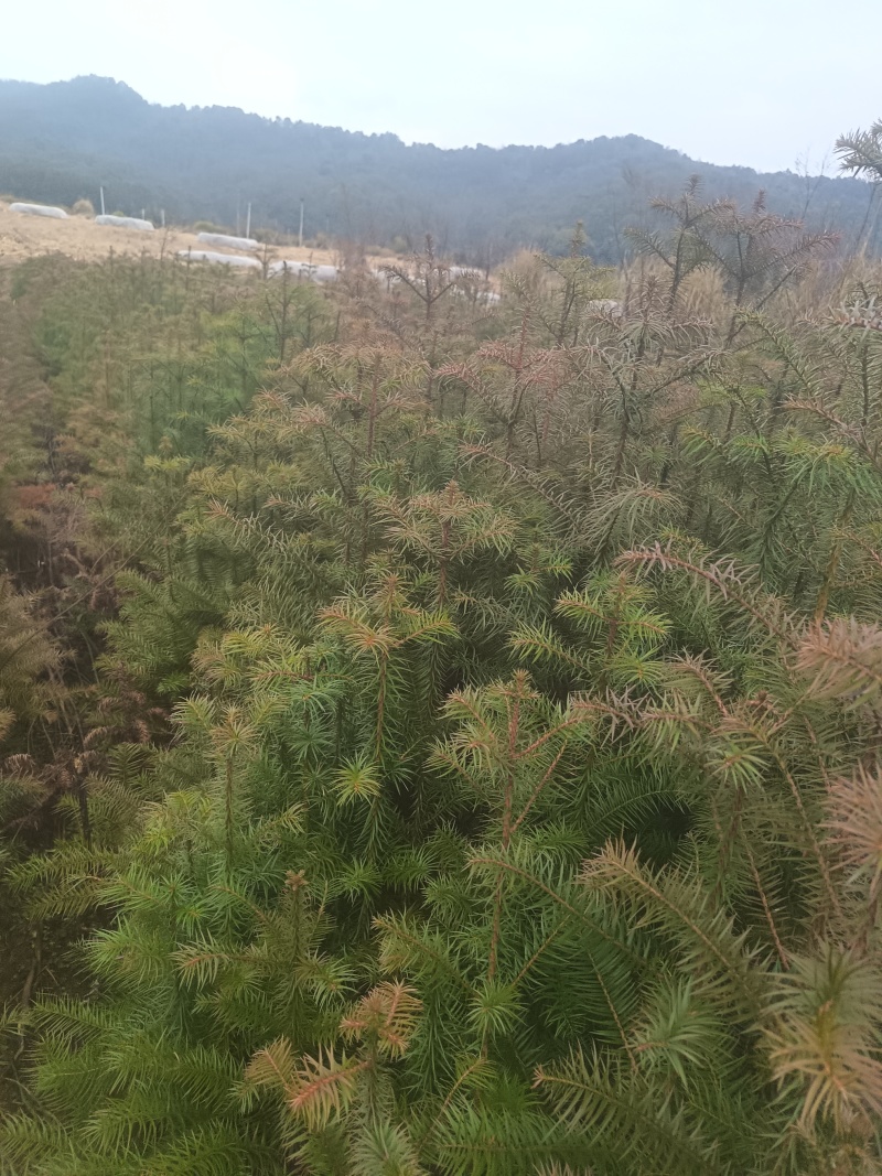 松树