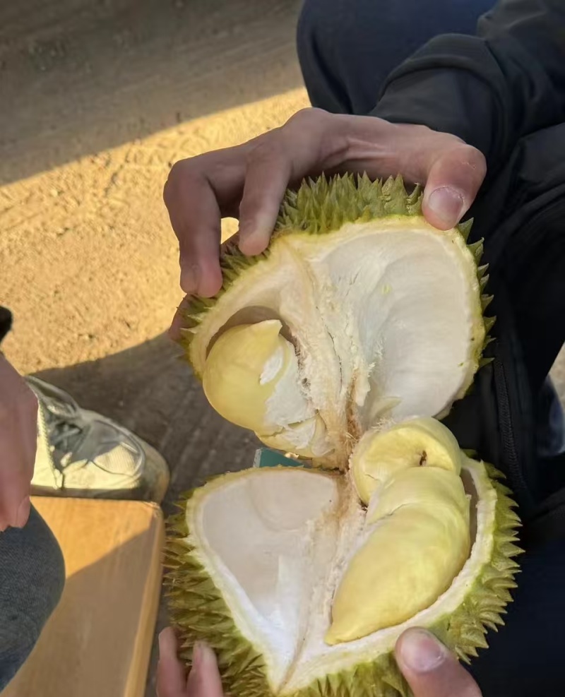 金枕榴莲一手货源，批发价格，坏果包赔