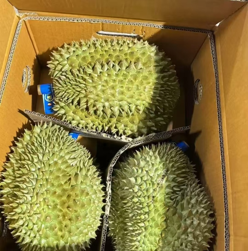 金枕榴莲一手货源，批发价格，坏果包赔