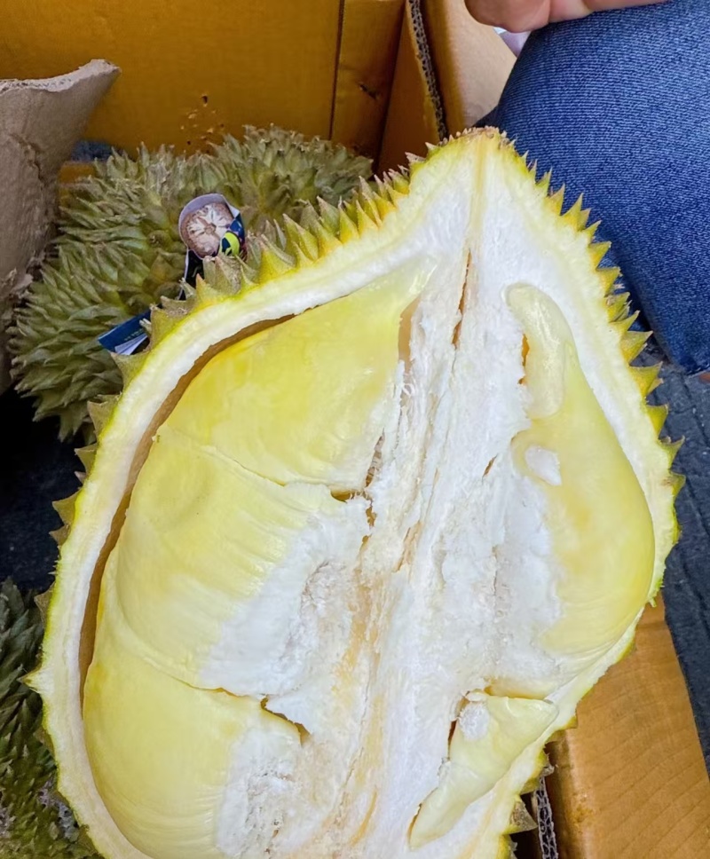 金枕榴莲一手货源，批发价格，坏果包赔