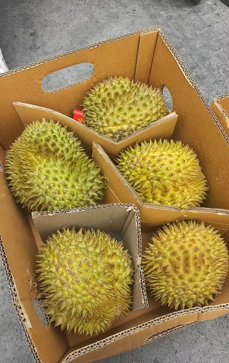 金枕榴莲一手货源，批发价格，坏果包赔