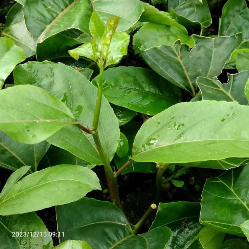 钦蜜9号嫁接苗