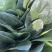 大叶菠菜