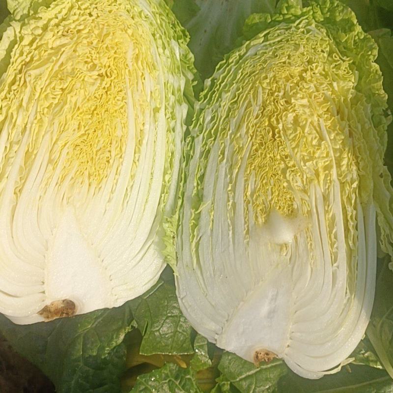 云南大娃娃菜