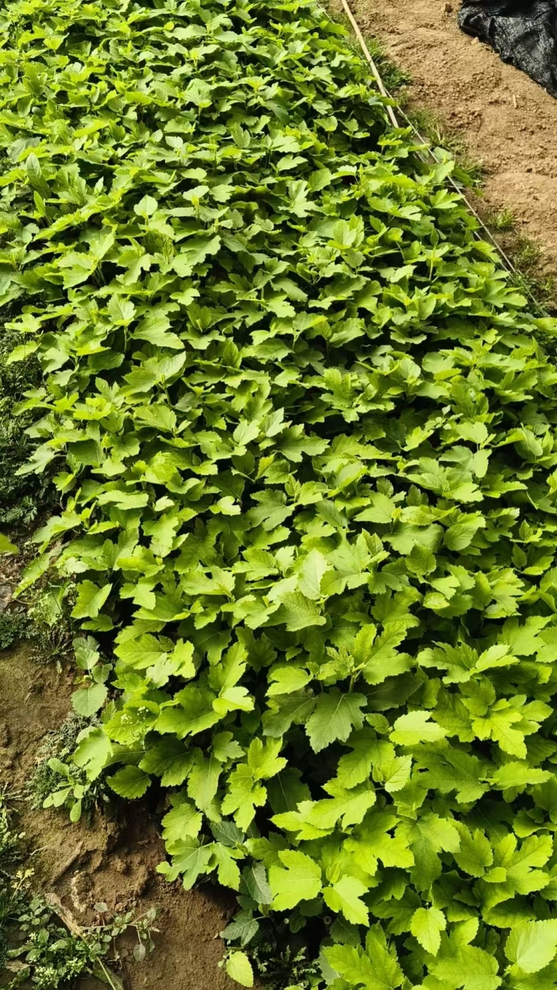 品种有芭劳奈，中紫，波姬红，芭劳奈，青皮，金傲芬等