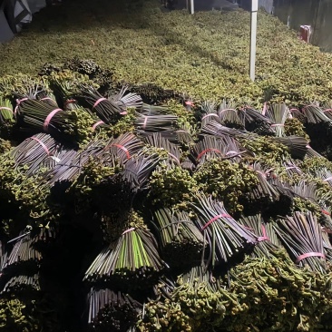 有没有老板收撅菜的