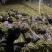 有没有老板收撅菜的