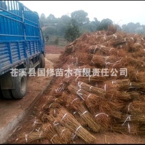毛桃树苗毛桃苗桃树砧木苗毛桃脚树苗野生毛桃苗种植基地