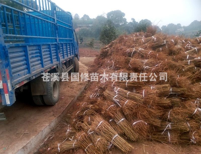 毛桃树苗毛桃苗桃树砧木苗毛桃脚树苗野生毛桃苗种植基地