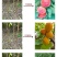 毛桃树苗毛桃苗桃树砧木苗毛桃脚树苗野生毛桃苗种植基地