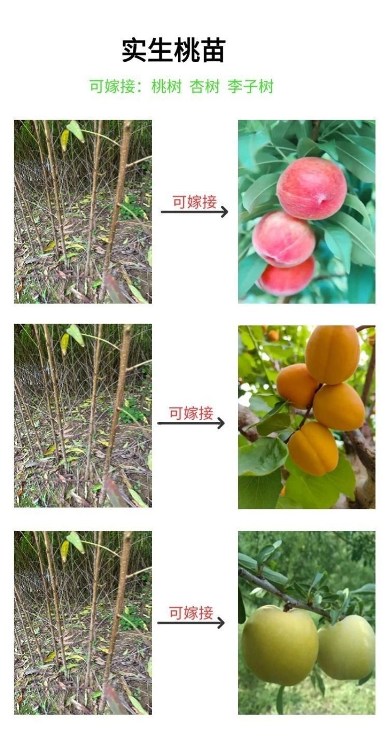 毛桃树苗毛桃苗桃树砧木苗毛桃脚树苗野生毛桃苗种植基地