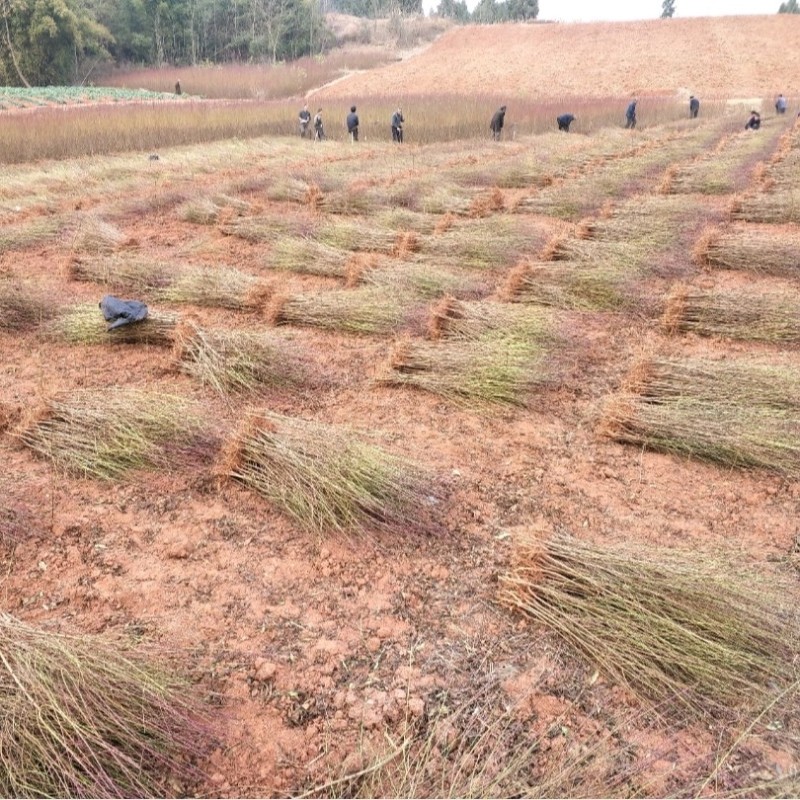 毛桃树苗毛桃苗桃树砧木苗毛桃脚树苗野生毛桃苗种植基地