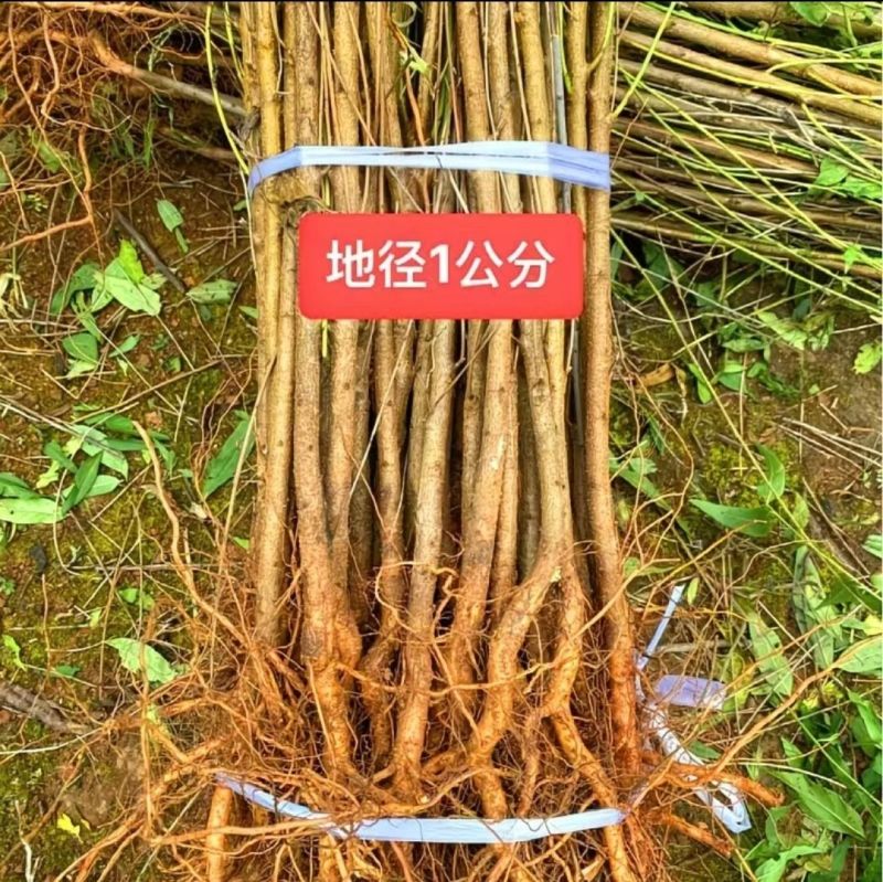 毛桃树苗毛桃苗桃树砧木苗毛桃脚树苗野生毛桃苗种植基地