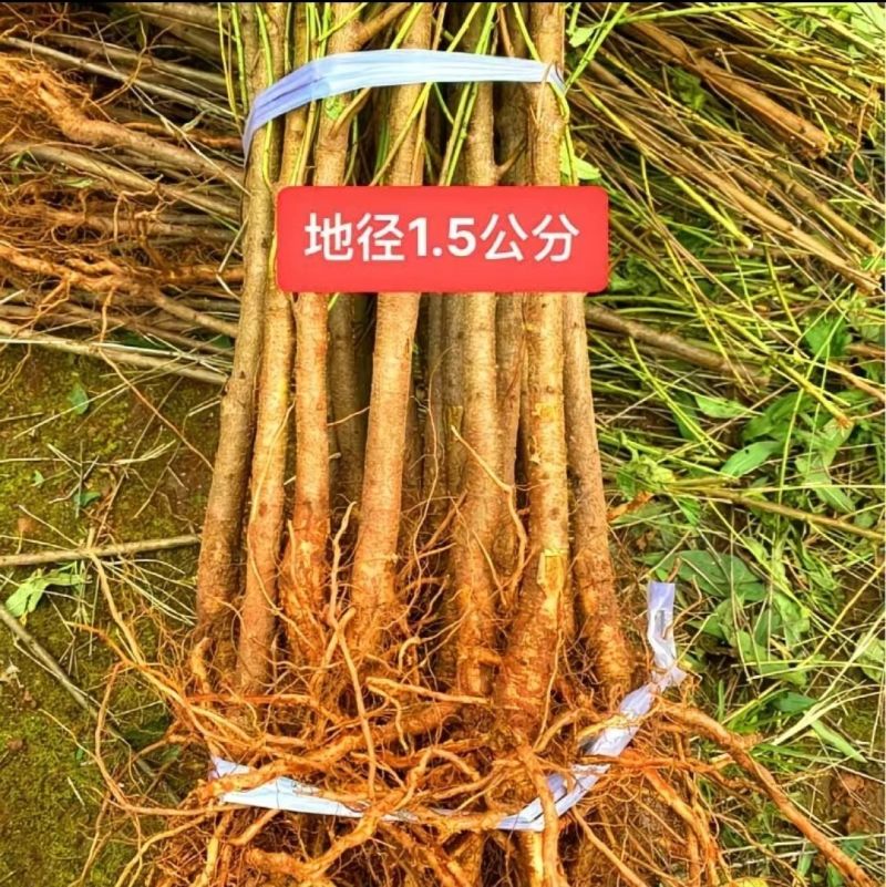 毛桃树苗毛桃苗桃树砧木苗毛桃脚树苗野生毛桃苗种植基地