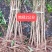 毛桃树苗毛桃苗桃树砧木苗毛桃脚树苗野生毛桃苗种植基地