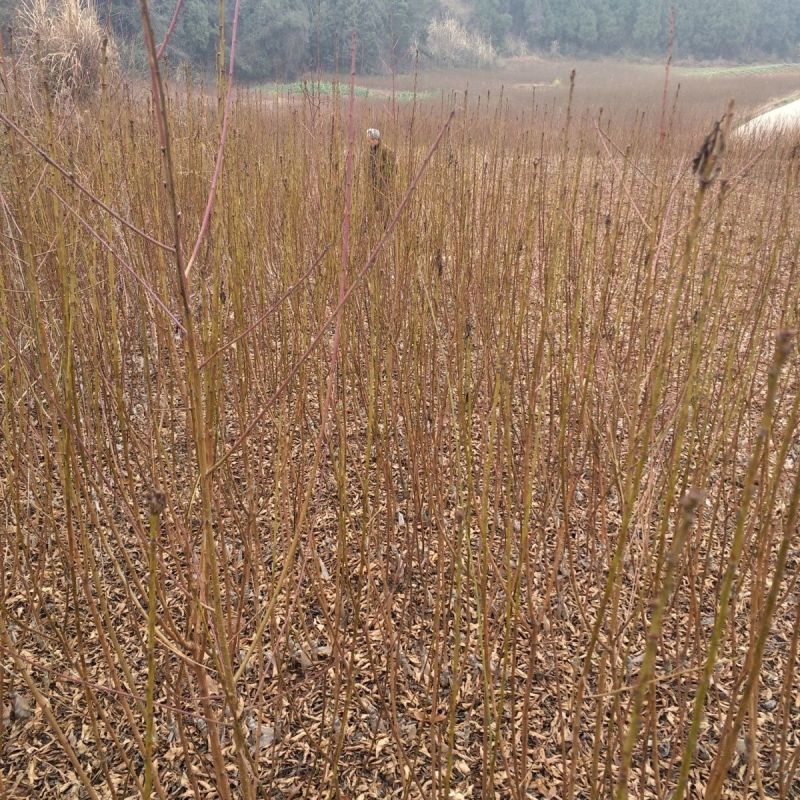毛桃树苗毛桃苗桃树砧木苗毛桃脚树苗野生毛桃苗种植基地