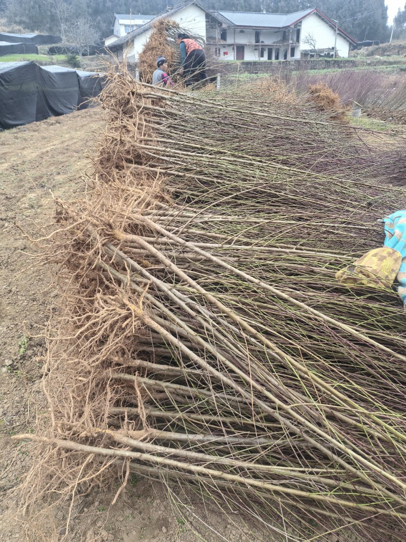 毛桃树苗毛桃苗桃树砧木苗毛桃脚树苗野生毛桃苗种植基地