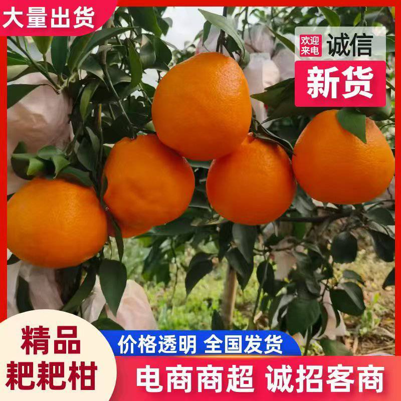 盖膜耙耙柑，产地直发，源头供应，新鲜采摘，诚信经营