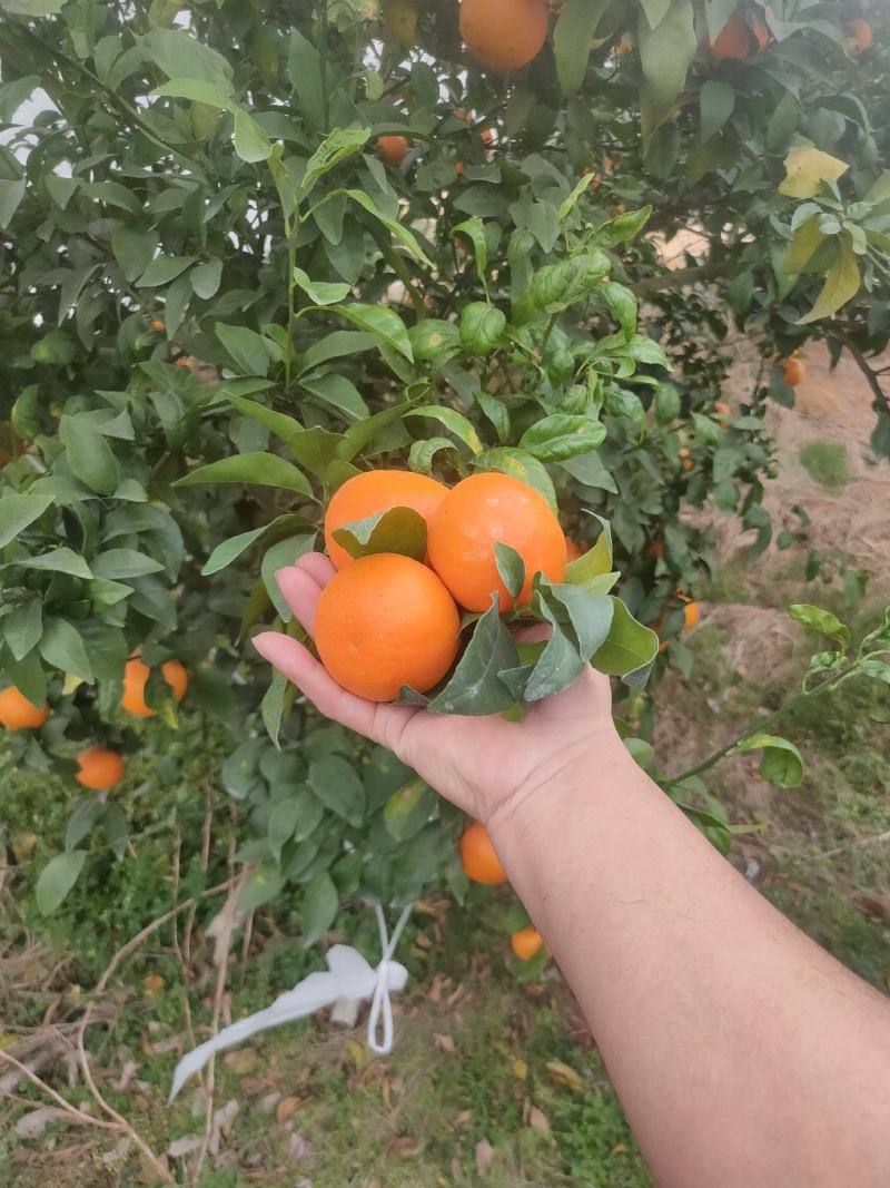 沃柑
