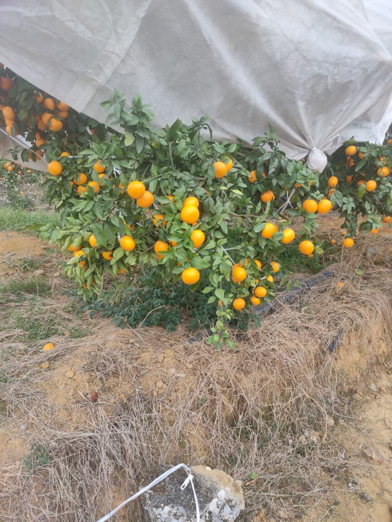 沃柑