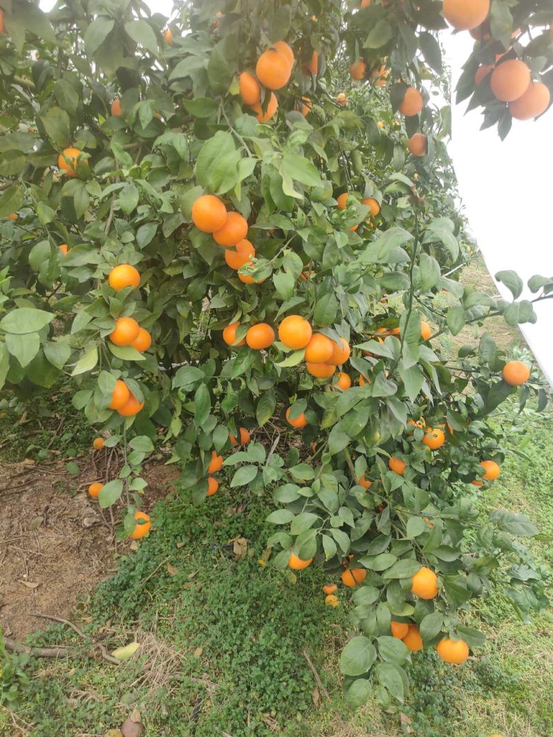 沃柑