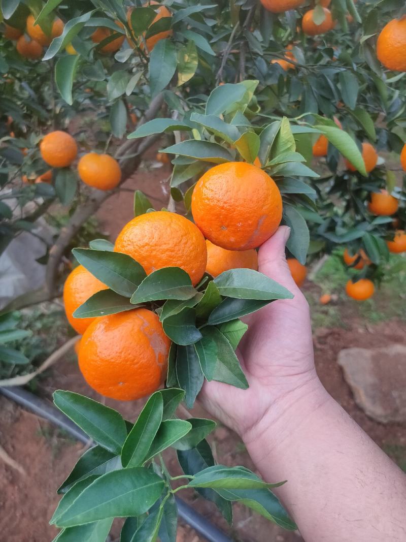 沃柑